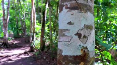 Antik Maya tapınağındaki yeşil turuncu ve siyah yosun ve yosunlu tropikal ağaç kabuğu dokusu Sian Ka 'daki piramitleri harap ediyor. Ulusal park Muyil Chunyaxche Quintana Quintana Meksika.