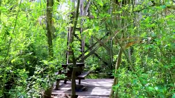 Torre Mirador Madera Con Vista Panorámica Laguna Muyil Selva Tropical — Vídeo de stock