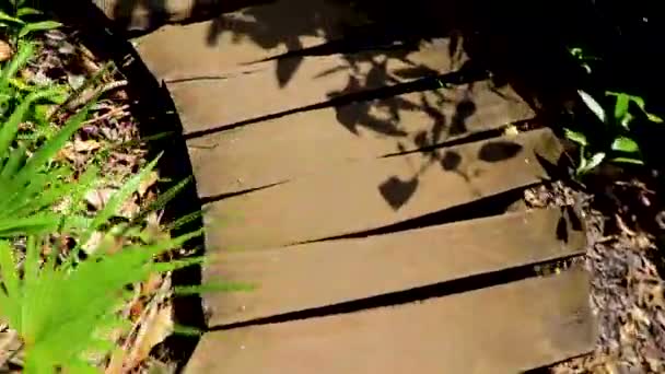 Tropické Přírodní Džungle Lesní Rostliny Palmy Dřevěné Pěší Stezky Most — Stock video