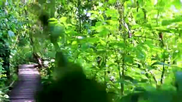 Tropical Natural Jungle Forest Plants Palm Trees Wooden Walking Trails — Stock Video