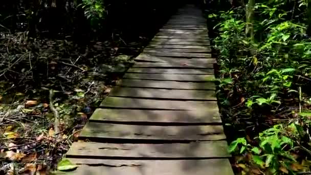 Tropischer Urwald Pflanzt Palmen Und Hölzerne Wanderwege Und Brücke Sian — Stockvideo