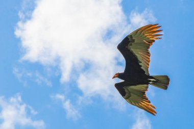 Tropikal Kara Hindi Akbaba Cathartes aura, Sian Ka 'an Ulusal Parkı Muyil Chunyaxche Quintana Roo Meksika' da mavi bulutlu gökyüzü arka planıyla yalnız uçar..