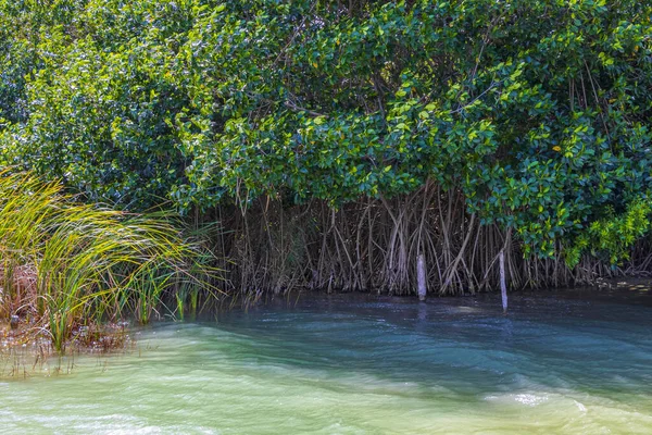 Fantastisk Naturlig Mangrove Skog Vid Muyil Lagunen Den Tropiska Djungeln — Stockfoto
