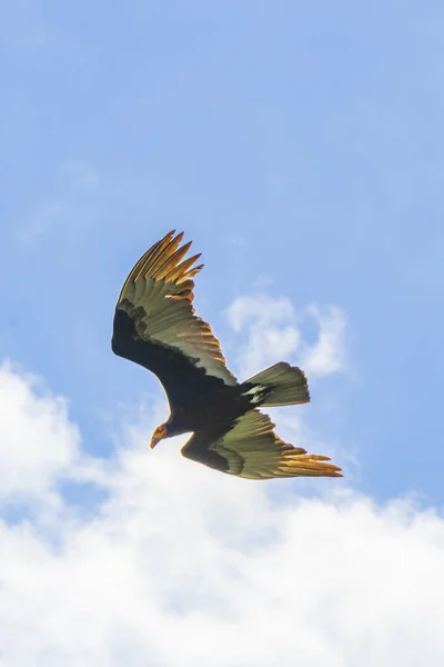 Tropische Zwarte Turkije Gier Cathartes Aura Aura Vliegt Eenzaam Met — Stockfoto