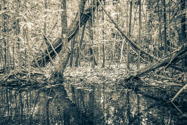 熱帯自然ジャングルの森の植物の古い黒と白の写真ヤシの木池の魚や海洋生物Muyil Chunyaxcheキンタナ メキシコのシャン カアン国立公園の水のサンプ — ストック写真