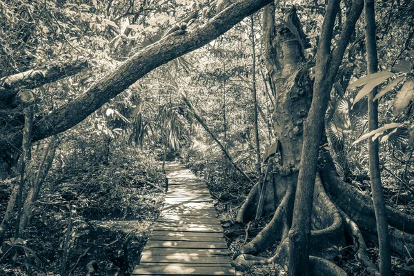 Velha Imagem Preto Branco Plantas Tropicais Floresta Natural Selva Palmeiras — Fotografia de Stock