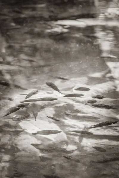 Altes Schwarz Weiß Bild Von Fischen Und Meereslebewesen Sumpfwasser Des — Stockfoto