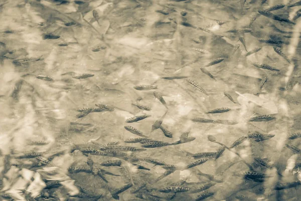 Altes Schwarz Weiß Bild Von Fischen Und Meereslebewesen Sumpfwasser Des — Stockfoto