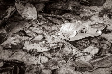 Tropikal bir orman ormanının eski siyah ve beyaz bir resmi. Palmiye ağaçları, sümük ve deniz yaşamını Chunyaxche Meksika 'daki Sian Kan' an Ulusal Parkı 'ndaki gölet sularına eker..