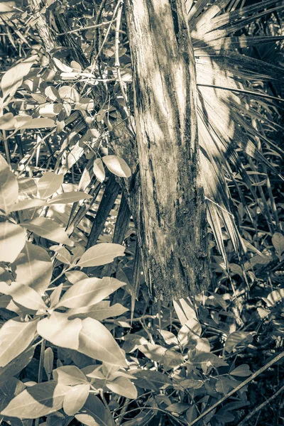 Old Black White Picture Hanging Sawed Tree Trunk Tropical Jungle — 스톡 사진
