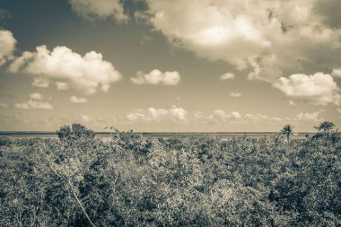 Sian Ka 'an Ulusal Parkı, Muyil Chunyaxche Meksika' daki tropikal orman doğa ormanındaki ahşap kuleden Muyil Lagünü 'ne uzanan panorama manzarasının eski siyah beyaz resmi..
