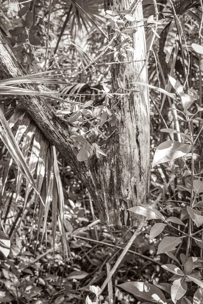 Стара Чорно Біла Фотографія Висячого Дерева Стовбура Лісі Тропічних Джунглів — стокове фото