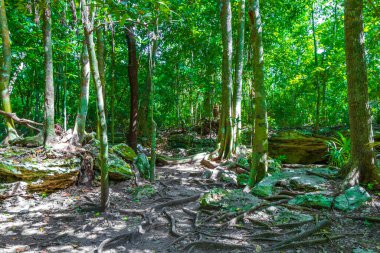 Tropik doğal orman ağaçları, Muyil Chunyaxche Quintana Roo Mexico 'daki tapınak kalıntıları ve sanat eserleriyle antik Maya sahasında palmiye ağaçları ve yürüyüş izleri yetiştirir..
