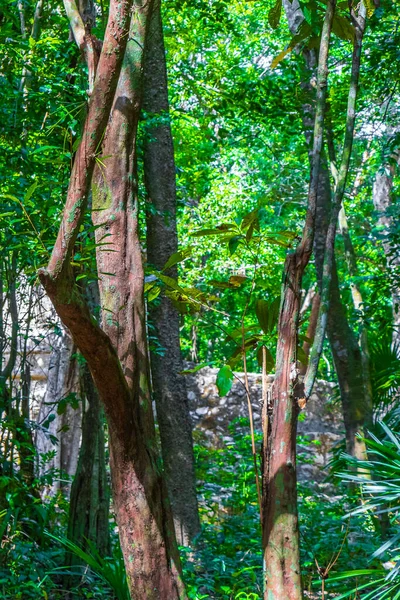 Тропические Природные Джунгли Леса Пальмы Пешеходные Тропы Древнем Месте Майя — стоковое фото