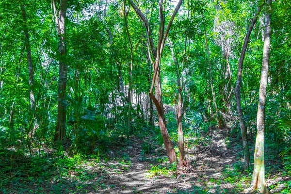 Trópusi Természetes Dzsungel Erdei Növények Pálmafák Gyalogösvények Ősi Maja Területen — Stock Fotó