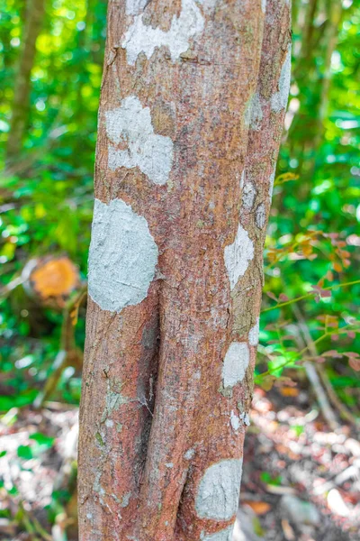 Tropikalna Tekstura Kory Drzewa Kolorowym Zielonym Pomarańczowym Czerwonym Czarnym Mchem — Zdjęcie stockowe