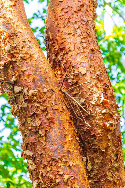 Tropical Gumbo Limbo Arbre Avec Écorce Pelante Texture Rouge Orangé — Photo