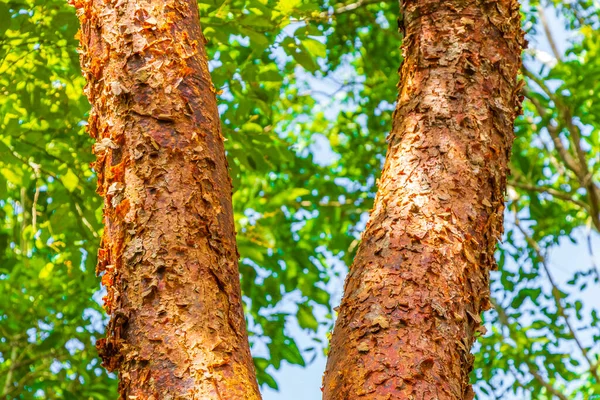 Árbol Tropical Gumbo Limbo Con Textura Corteza Pelada Colorido Verde —  Fotos de Stock