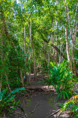 Tropik doğal orman ağaçları, Muyil Chunyaxche Quintana Roo Mexico 'daki tapınak kalıntıları ve sanat eserleriyle antik Maya sahasında palmiye ağaçları ve yürüyüş izleri yetiştirir..