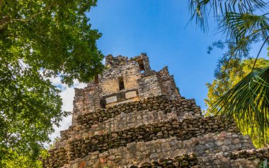Tapınağı olan antik Maya bölgesi tropik doğal orman palmiyeleri ve Muyil Chunyaxche Quintana Roo Mexico 'daki yürüyüş yolları üzerindeki piramitleri ve eserleri harap eder..