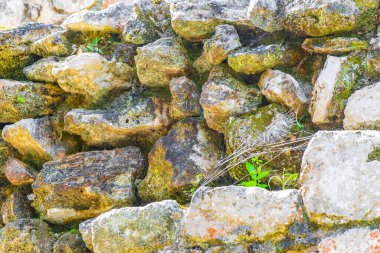 Muyil Chunyaxche Quintana Roo Meksika 'daki tropik doğal orman palmiyeleri ve yürüyüş patikalarında tapınak kalıntıları ve eserler bulunan antik Maya bölgesinin dokusu..