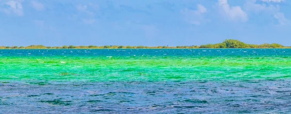 Verbazingwekkend Natuurlijk Panorama Uitzicht Muyil Lagoon Tropische Jungle Natuurbos Met — Stockfoto