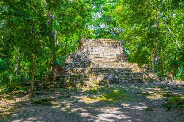 Tapınağı olan antik Maya bölgesi tropik doğal orman palmiyeleri ve Muyil Chunyaxche Quintana Roo Mexico 'daki yürüyüş yolları üzerindeki piramitleri ve eserleri harap eder..
