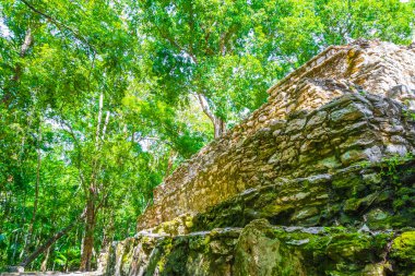 Tapınağı olan antik Maya bölgesi tropik doğal orman palmiyeleri ve Muyil Chunyaxche Quintana Roo Mexico 'daki yürüyüş yolları üzerindeki piramitleri ve eserleri harap eder..