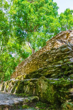 Tapınağı olan antik Maya bölgesi tropik doğal orman palmiyeleri ve Muyil Chunyaxche Quintana Roo Mexico 'daki yürüyüş yolları üzerindeki piramitleri ve eserleri harap eder..