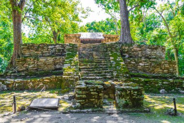 Tapınağı olan antik Maya bölgesi tropik doğal orman palmiyeleri ve Muyil Chunyaxche Quintana Roo Mexico 'daki yürüyüş yolları üzerindeki piramitleri ve eserleri harap eder..