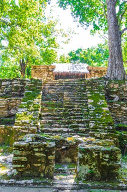 Tapınağı olan antik Maya bölgesi tropik doğal orman palmiyeleri ve Muyil Chunyaxche Quintana Roo Mexico 'daki yürüyüş yolları üzerindeki piramitleri ve eserleri harap eder..
