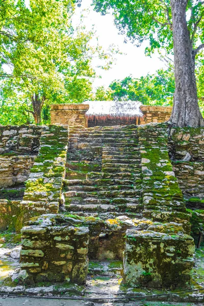 Tapınağı olan antik Maya bölgesi tropik doğal orman palmiyeleri ve Muyil Chunyaxche Quintana Roo Mexico 'daki yürüyüş yolları üzerindeki piramitleri ve eserleri harap eder..