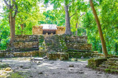 Tapınağı olan antik Maya bölgesi tropik doğal orman palmiyeleri ve Muyil Chunyaxche Quintana Roo Mexico 'daki yürüyüş yolları üzerindeki piramitleri ve eserleri harap eder..