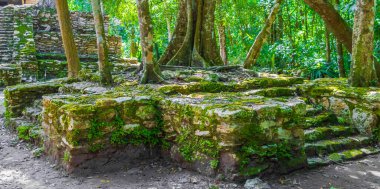 Tapınağı olan antik Maya bölgesi tropik doğal orman palmiyeleri ve Muyil Chunyaxche Quintana Roo Mexico 'daki yürüyüş yolları üzerindeki piramitleri ve eserleri harap eder..