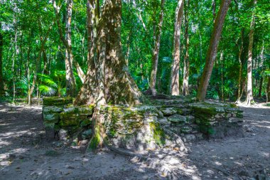 Ağaç kökleri, Muyil Chunyaxche Quintana Roo Mexico 'daki tropikal doğal orman palmiyelerindeki piramitleri ve tarihi eserleri olan antik Maya bölgesindeki taşların arasından yetişir..