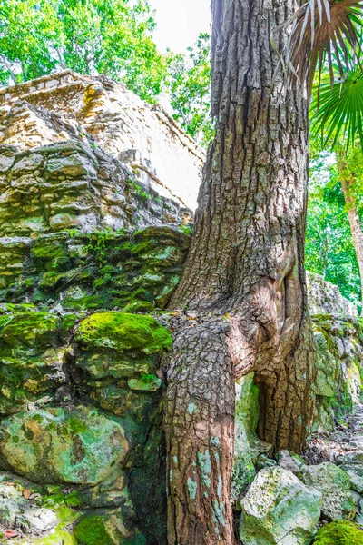 Las Raíces Los Árboles Crecen Través Piedras Antiguo Sitio Maya — Foto de Stock