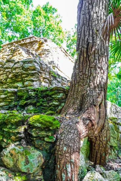 Las Raíces Los Árboles Crecen Través Piedras Antiguo Sitio Maya — Foto de Stock