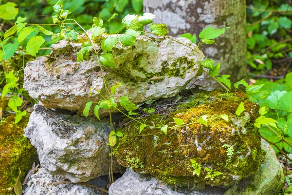 Tropischer Urwald Pflanzt Palmen Und Felsen Steine Felsbrocken Wanderwegen Der — Stockfoto