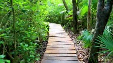 Tropik doğal orman ağaçları ve tahta yürüyüş yolları diker ve Muyil Chunyaxche Quintana Roo Mexico 'daki Sian Ka' daki bir Ulusal Park 'a köprü yapar..