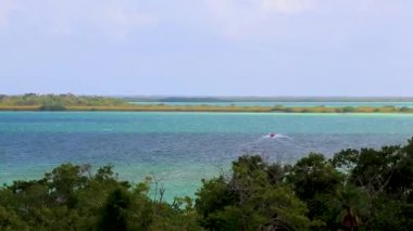 Sian Ka 'an Ulusal Parkı Muyil Chunyaxche Quintana Roo Mexico' nun palmiye ağaçları ile tropikal orman doğa ormanındaki ahşap gözetleme kulesinden Muyil Lagoon 'a manzara.