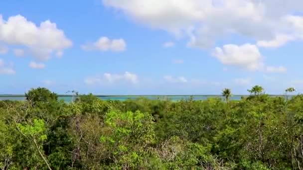 Вид Лагуну Муйил Деревянной Смотровой Башни Джунглях Пальмовыми Деревьями Национального — стоковое видео
