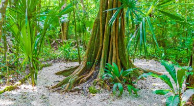 Tropik doğal orman ağaçları, Muyil Chunyaxche Quintana Roo Mexico 'daki tapınak kalıntıları ve sanat eserleriyle antik Maya sahasında palmiye ağaçları ve yürüyüş izleri yetiştirir..
