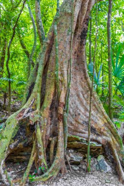 Tropik doğal orman ağaçları, Muyil Chunyaxche Quintana Roo Mexico 'daki tapınak kalıntıları ve sanat eserleriyle antik Maya sahasında palmiye ağaçları ve yürüyüş izleri yetiştirir..