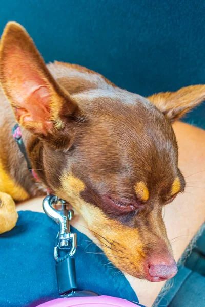 Mexican brown russian toy terrier dog while he is tired and sleeps in the car in Akumal Quintana Roo Mexico.