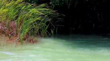 Sian Ka 'an Ulusal Parkı Muyil Chunyaxche Quintana Quintana Meksika' da, tropikal orman doğa ormanlarında renkli turkuaz sularla şaşırtıcı bir doğal mangrov ormanı..