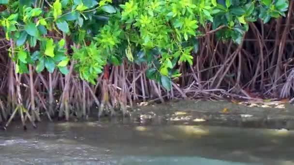 Дивовижний Природний Мангровий Ліс Річці Муїл Лагуна Тропічних Джунглях Барвистою — стокове відео