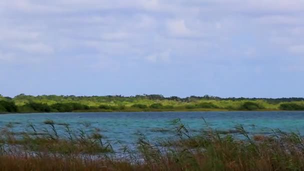 Vista Panorámica Laguna Muyil Desde Torre Del Mirador Madera Selva — Vídeo de stock