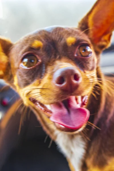 Velmi Šťastný Veselý Mexický Hnědý Ruský Hračkář Pes Klíně Autě — Stock fotografie