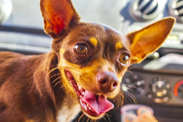Счастливая Жизнерадостная Собака Игрушечный Терьер Коленях Машине Мексиканском Городе Тулум — стоковое фото
