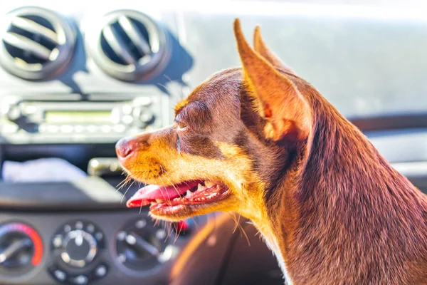 Счастливая Жизнерадостная Собака Игрушечный Терьер Коленях Машине Мексиканском Городе Тулум — стоковое фото